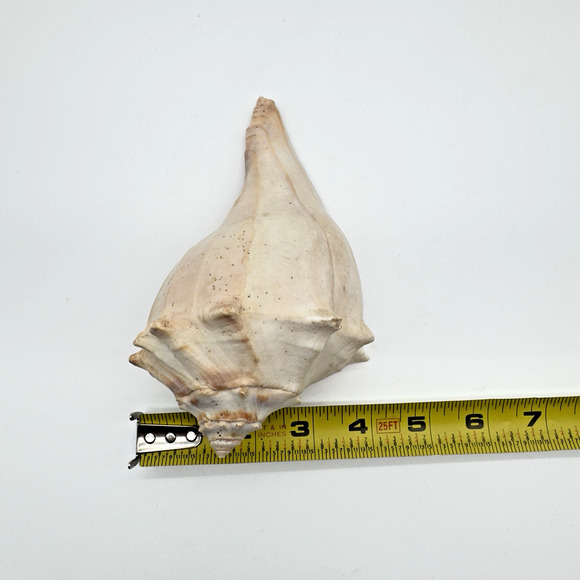 Vintage Lightning Whelk Conch Seashell Estate Beach Decor Aquarium 6.5"vi - Picture 8 of 9
